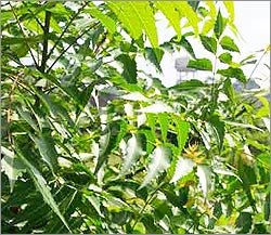 Neem-The Medicinal Herb