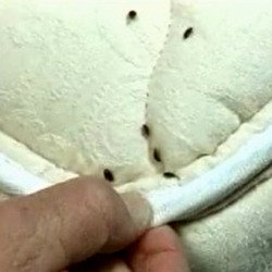 Getting Rid of Bed Bugs