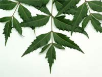 Neem Benefits