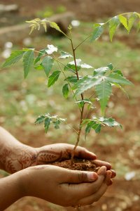 Neem for Birth Control