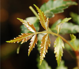 Neem Leaves