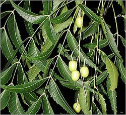 neem oil