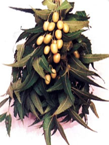 Neem