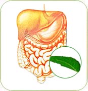 Neem and Digestive Problems