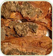 Neem Bark