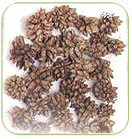 Neem Bark