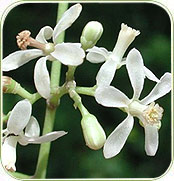 Neem Flower