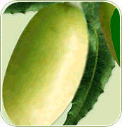 Neem Fruit