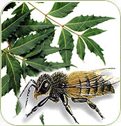 Neem and Honey Bees