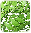 Neem Leaves