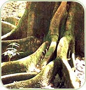 Neem Root