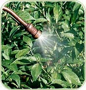 Neem Spray